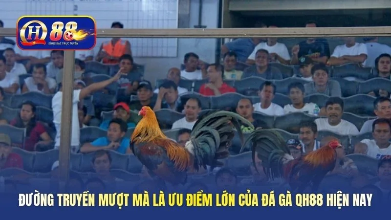 Đường truyền mượt mà là ưu điểm lớn của đá gà QH88 hiện nay